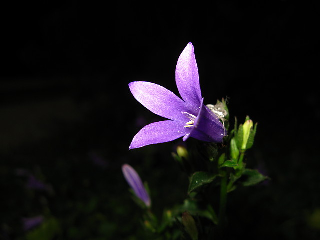 kwiatek