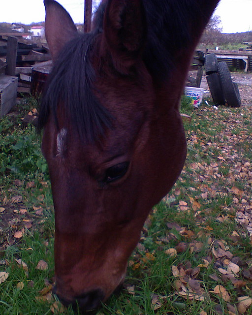 Pari ^^ ;* x3