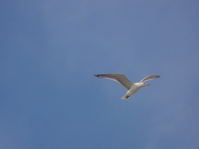 fly...