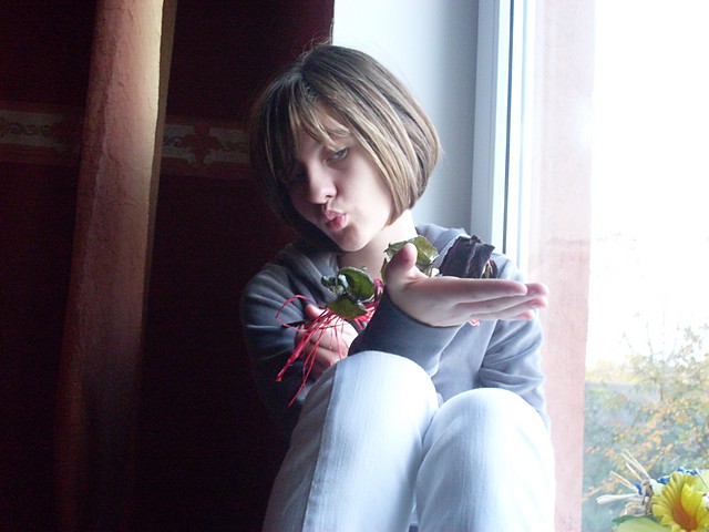inszo.