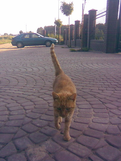 kiciu.