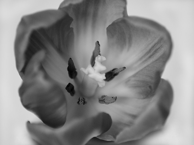 tulipan.