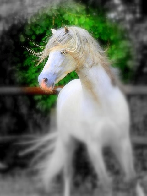 Brynolf