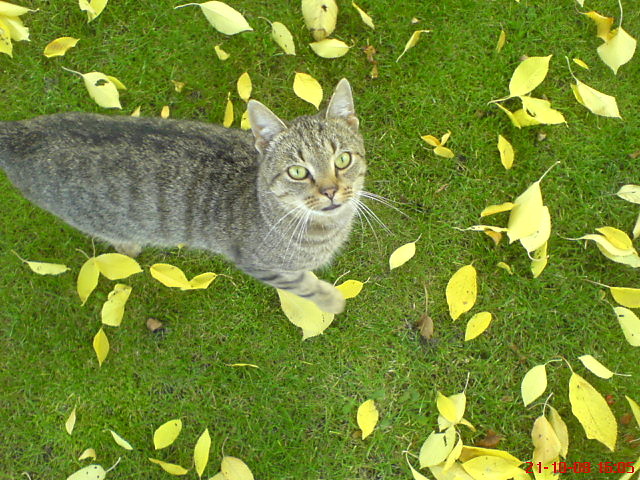 Kotek