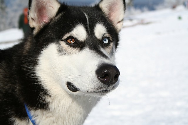 Husky