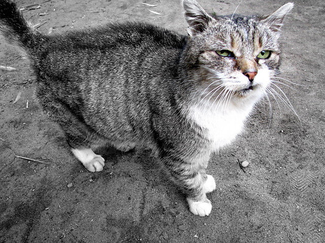 Kotw kat ma oczy zielone.