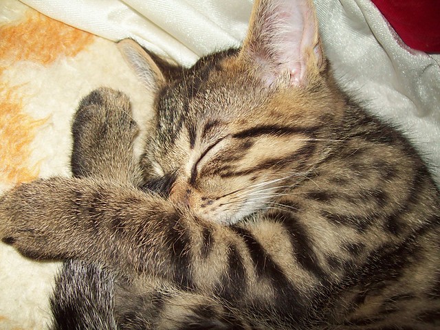Sodziak ;*