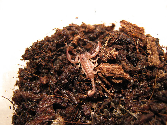 Euscorpius carpathicus 