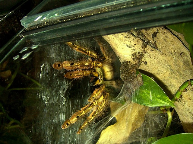 Stromatopelma calceatum