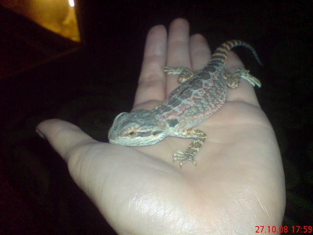 mOJa  AgaMa   