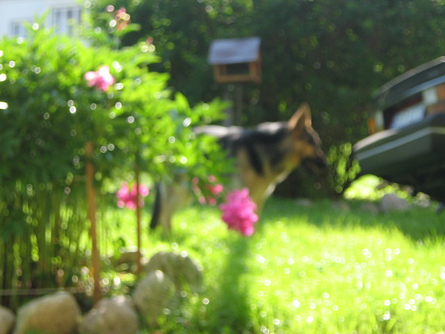 roki