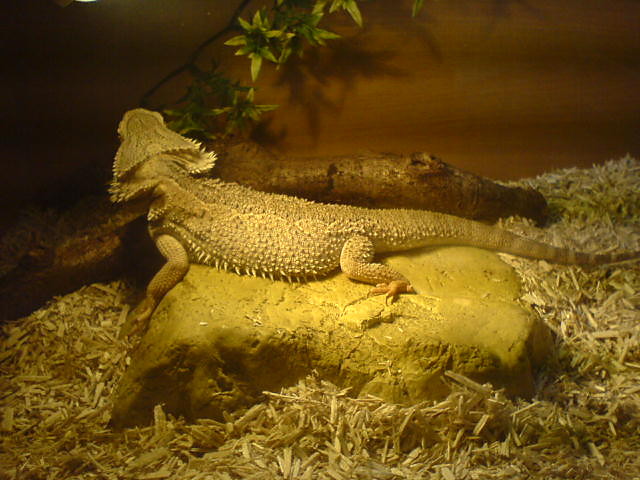 Fredoo