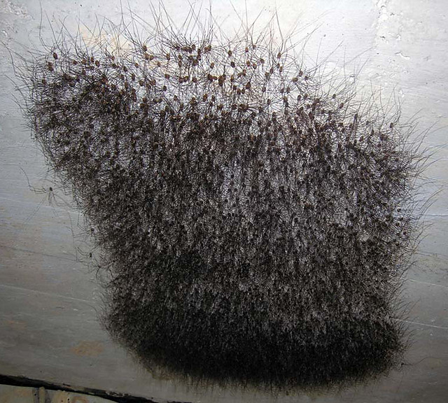 atak pajakow 34