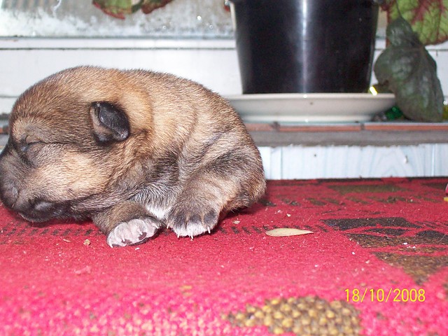 Pupilek