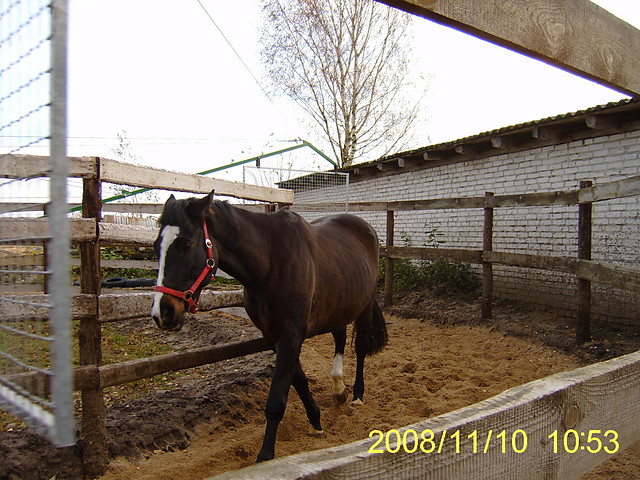 harfa