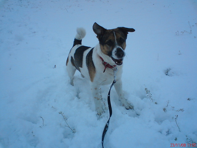 moj piesek;)