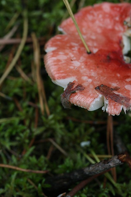 Grzybobranie.