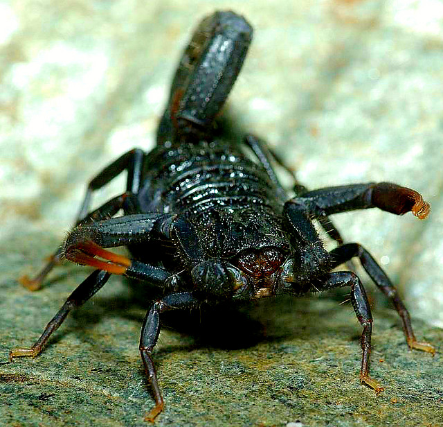 Skorpion