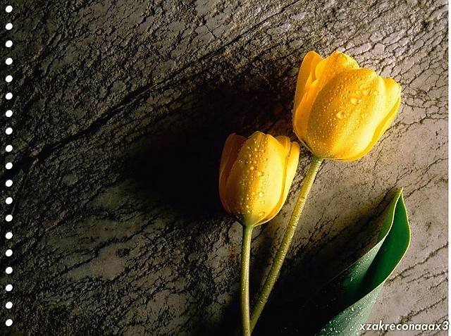 tulipany ; pp