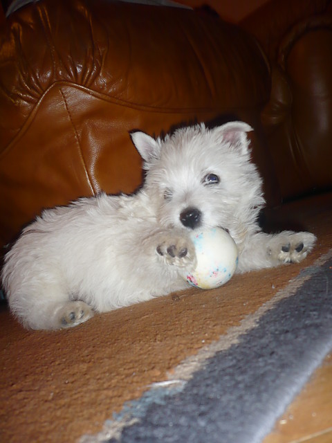 Fionka :)