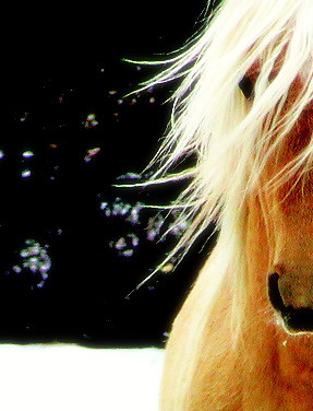 Palomino