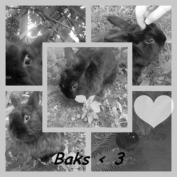 BAKSIO[*]