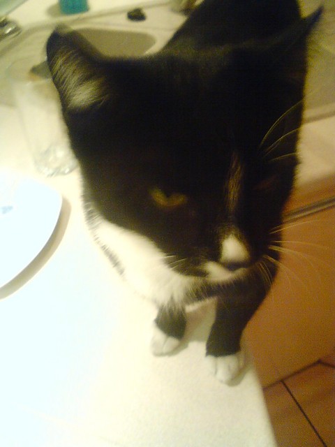 Moja kicia :*