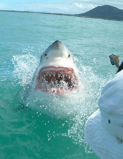 Shark Attack!!