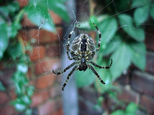 spiiiiiiiiider.