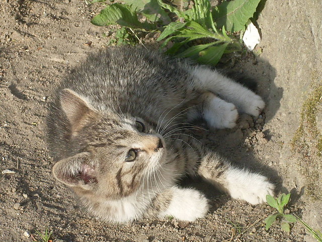 To muj kotek