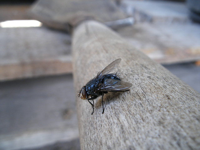 bzzz