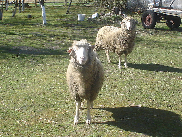 bezkarolalusiaiadela