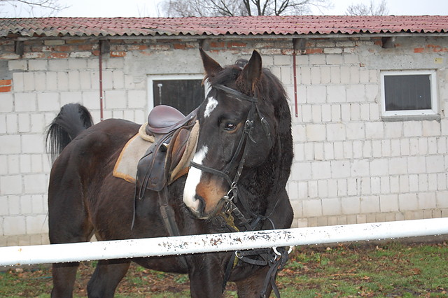 Cerewicz :)