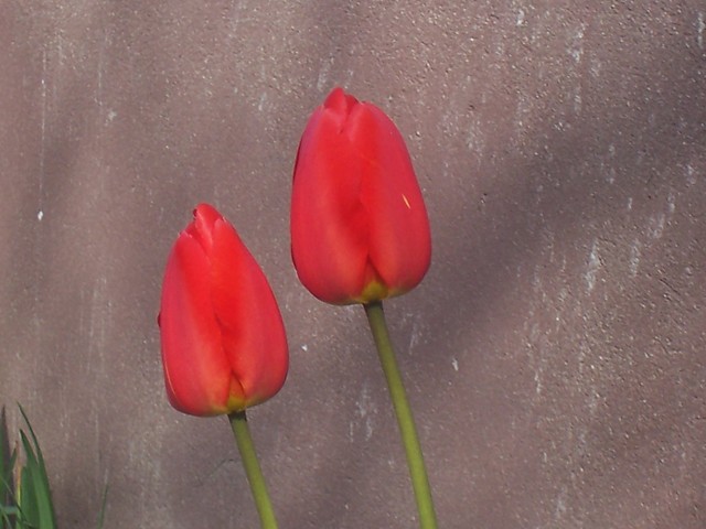 tulipany