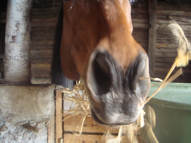 CHRAPKI;P