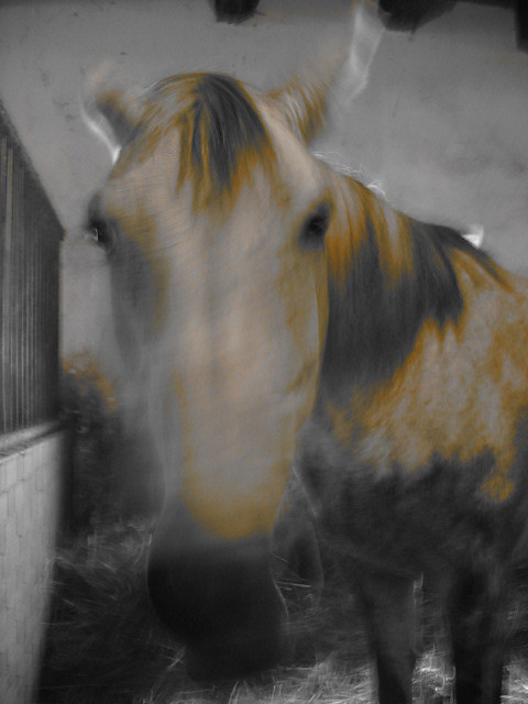 Rafii :>