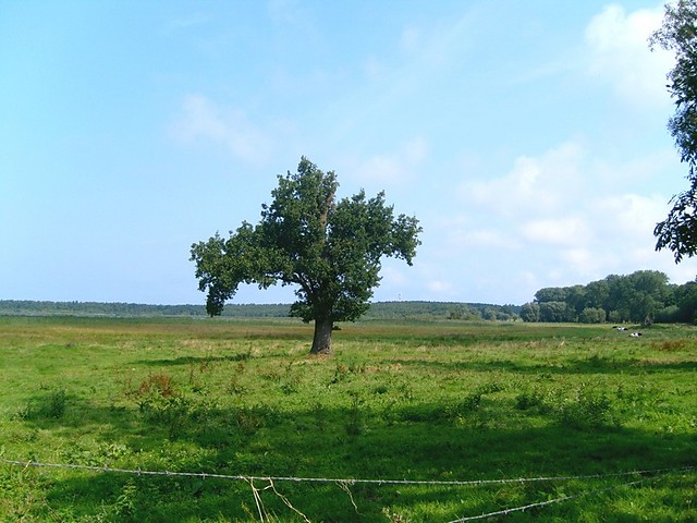To samotnym by, to samotnym by