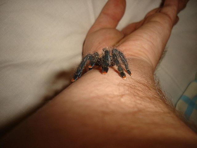 A. metallica