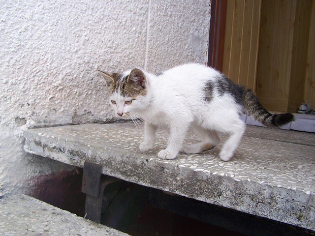 Kot
