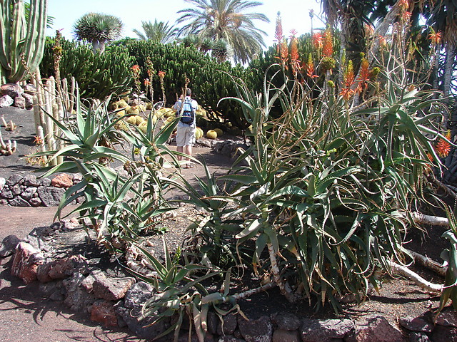 Real Aloe Vera