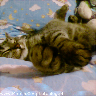 Pacikot 