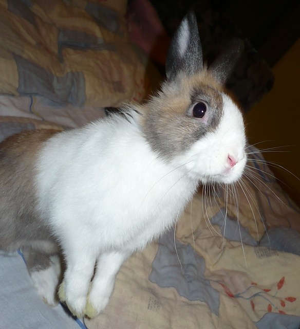 Rudzisaw ;**