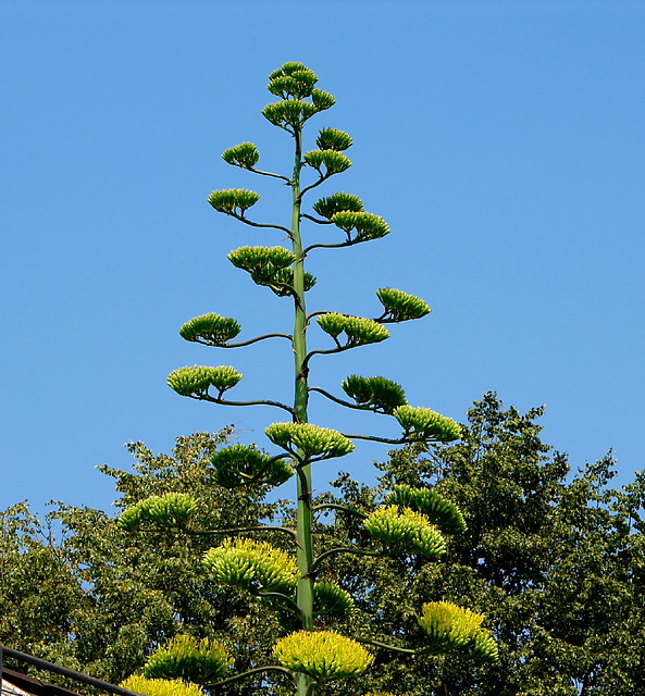 Zagadka.