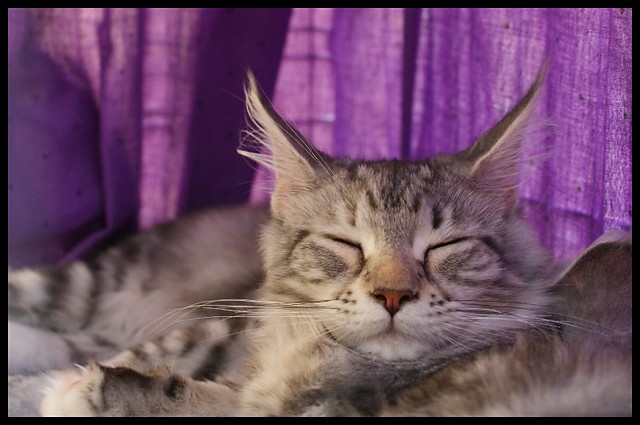 miaauu