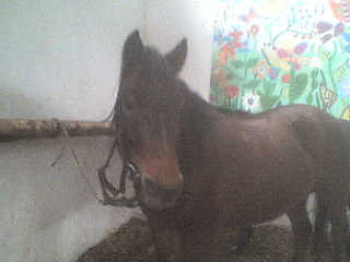 Wist