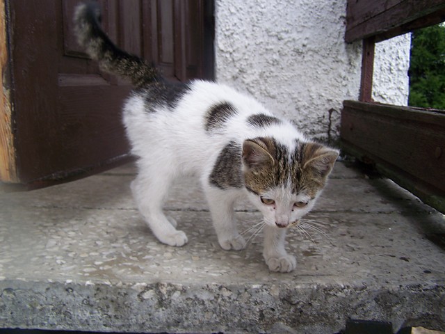 Kotek :)