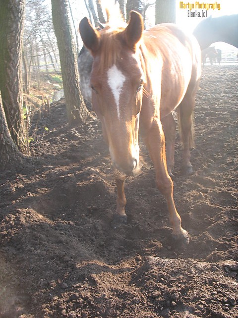 elena. 