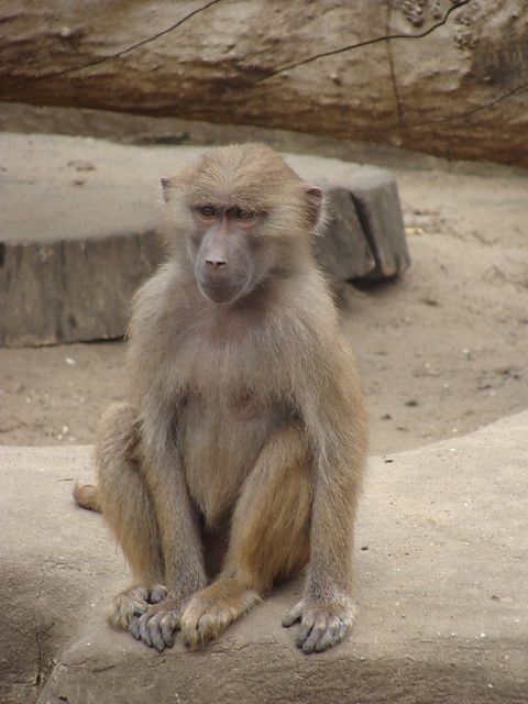 zoo, kpa