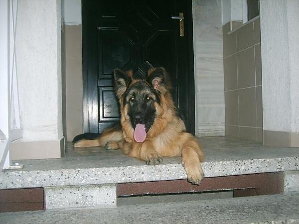 Diabu!!!