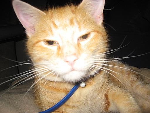 Garfield